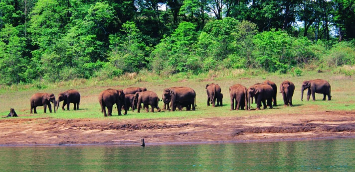 Thekkady – Wildlife and Adventure Haven